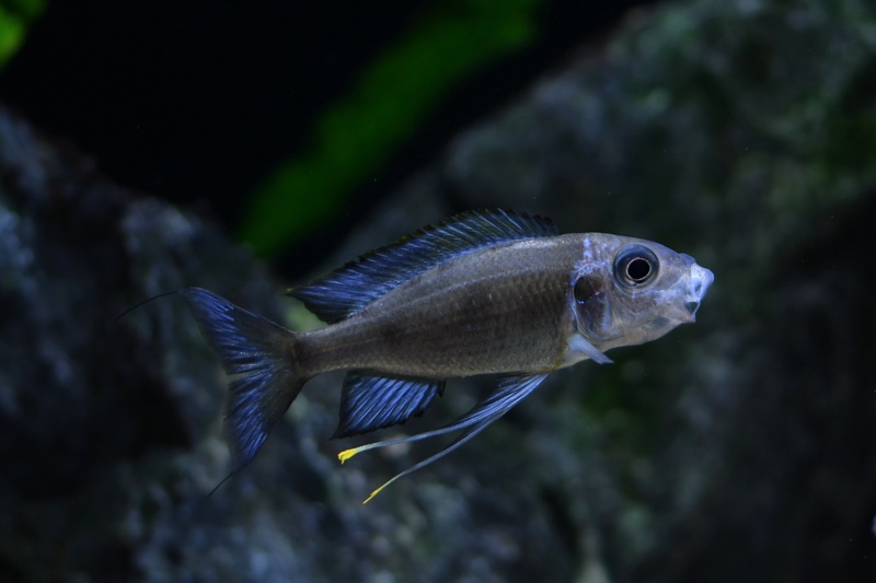 Ophthalmotilapia sp. 'paranasuta' Nyanza-Lac